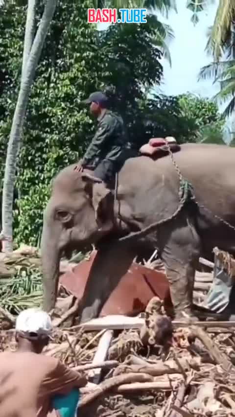  Живые бульдозеры: слоны расчищают индонезийские дороги, разрушенные наводнением