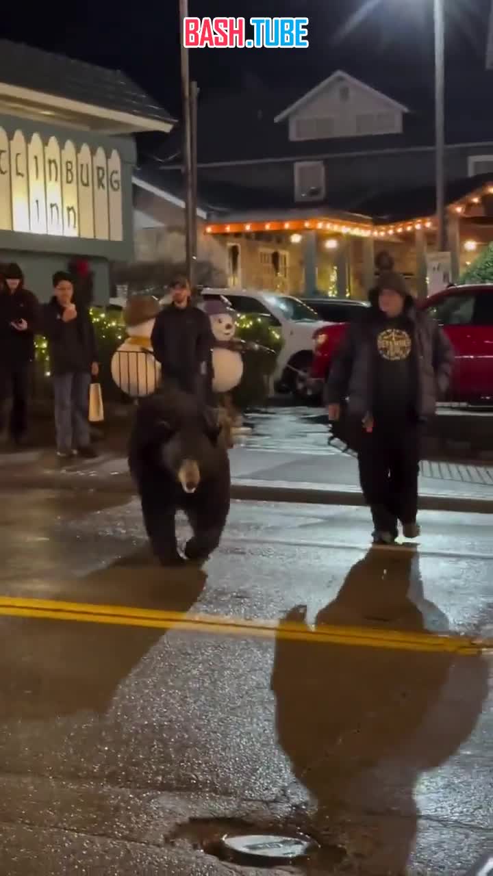  Отважный американец, рискуя жизнью, отвлек дикого медведя, чтобы тот не напал на семью с маленькими детьми