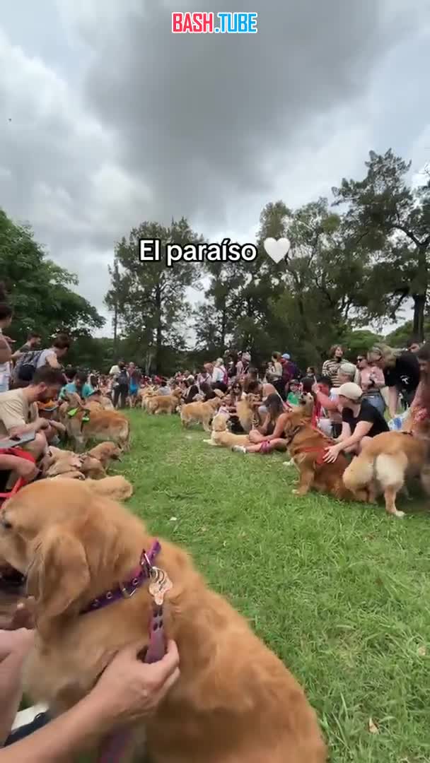  В Аргентине установили мировой рекорд по числу золотистых ретриверов