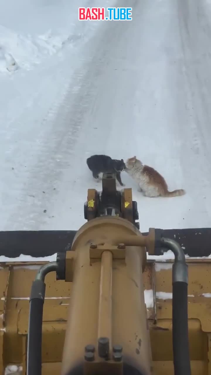 Очередное завирусившееся видео с дороги в Хабаровске на этот раз обошлось без тигров