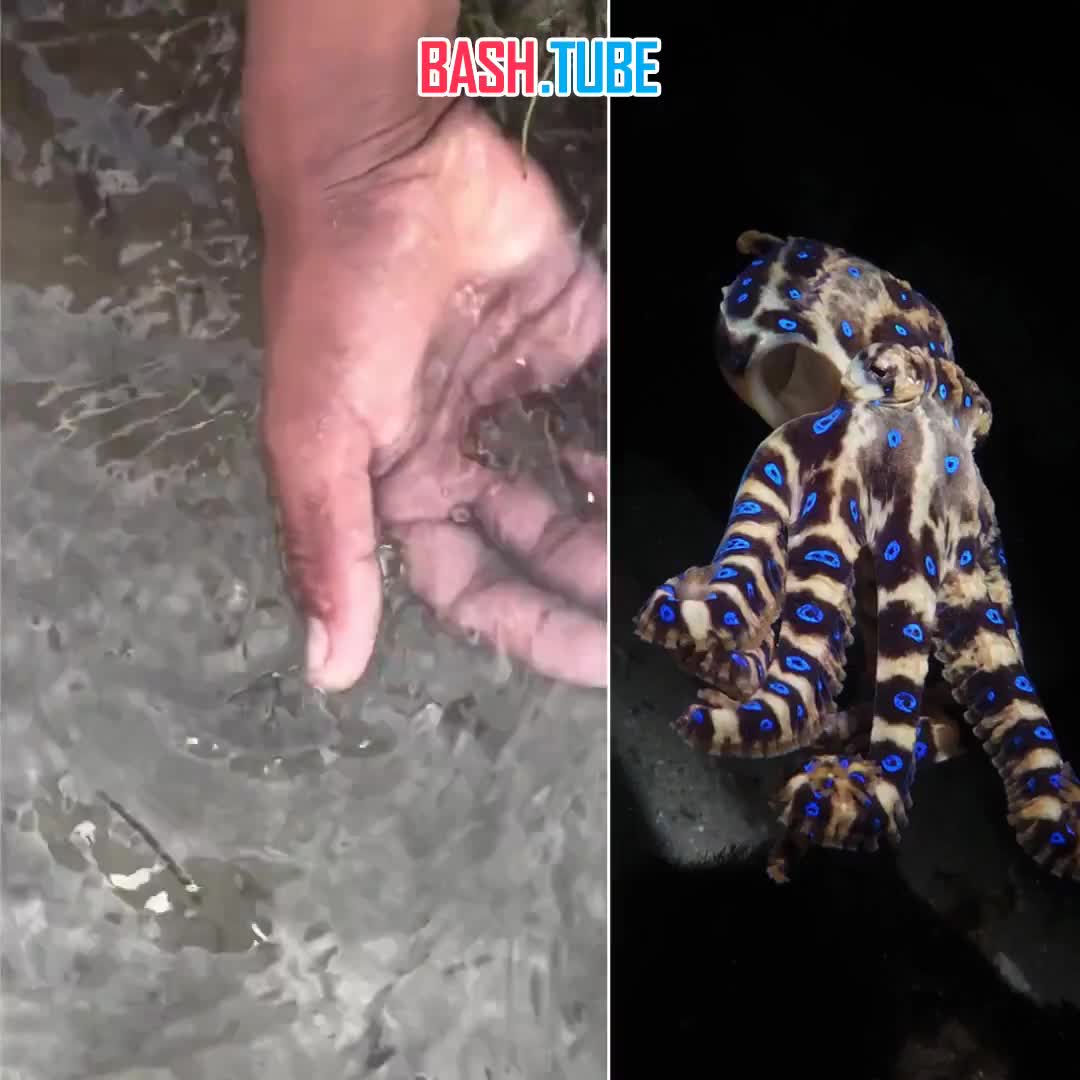  На Филиппинах британец решил снять на видео найденного «милого осьминога», но оказалось, что он держал в руках свою смерть