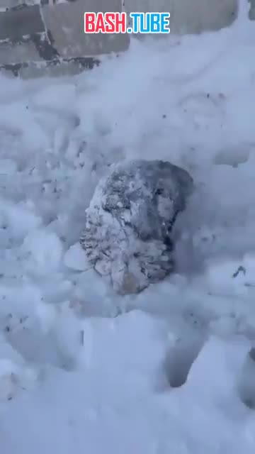  Снежная буря обрушилась сегодня на запад Казахстана, убив животных в нескольких сёлах