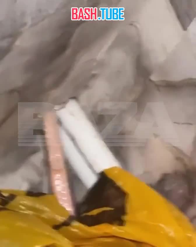  Гадюка поселилась у жительницы Кубани в доме и целый год сводила ее с ума