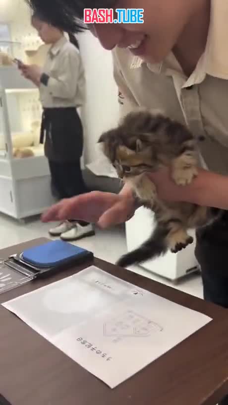  Японский котёнок отказывается подписать документы на усыновление