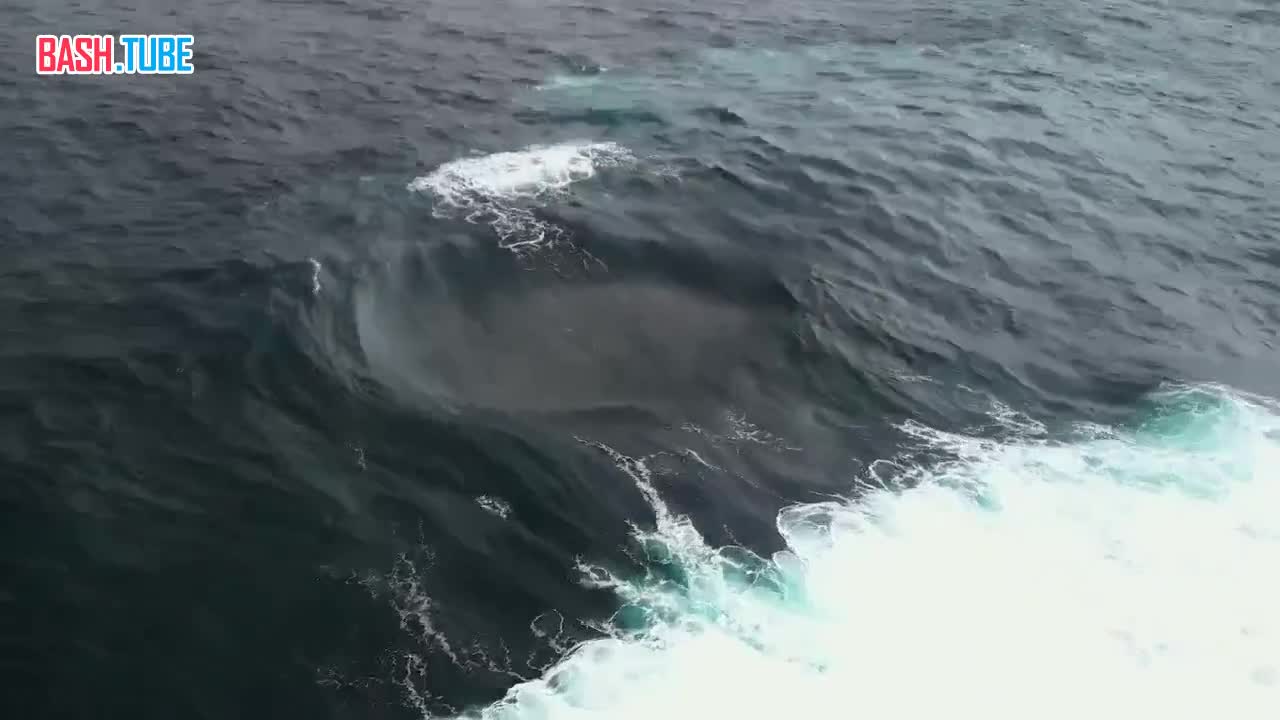  Один из самых редких океанских феноменов случайно обнаружили сёрферы из Австралии