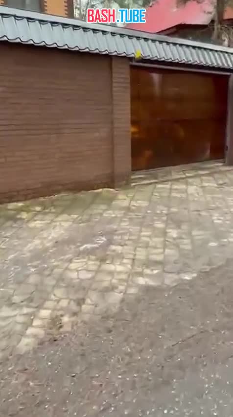  В Подмосковье две бойцовые собаки на самовыгуле насмерть загрызли йоркширского терьера