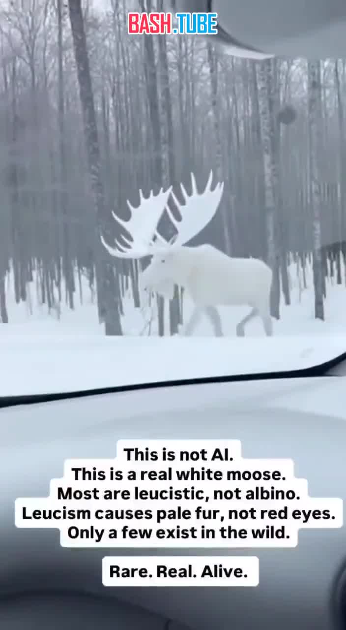  В Канаде сняли редчайшего белого лося