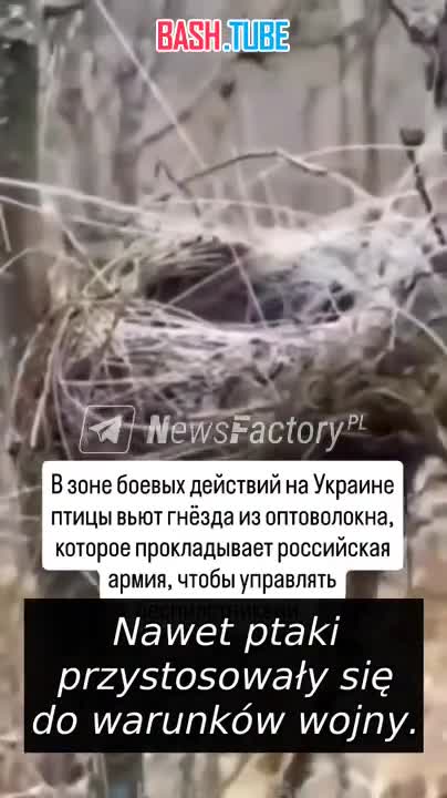  Видео птичьих гнёзд в зоне боевых действий на Украине, свитых из оптоволокна, расходится по соцсетям мира