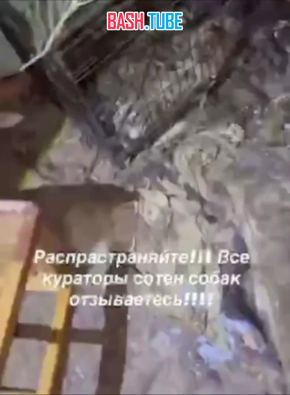  Сотни трупов обнаружили в приюте для животных в Ростове-на-Дону, - СМИ