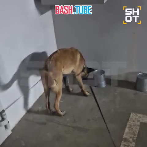  В Химках из закрытой территории пропала овчарка ветерана СВО - собаку готовили к минно-разыскной службе, чтобы спасать людей