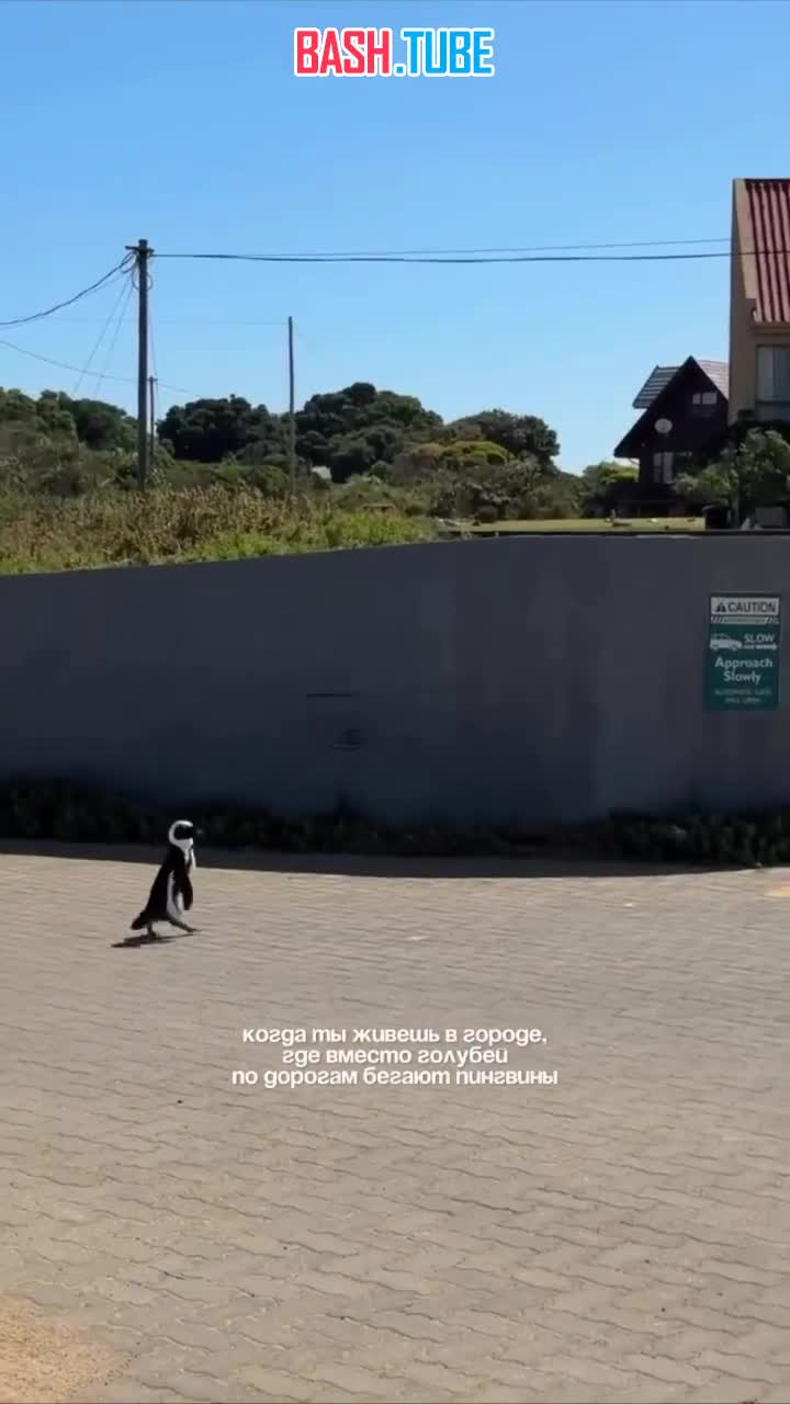  Девушка переехала в ЮАР и узнала, что там по улицам, вместо кошек и собак, спокойно ходят… настоящие пингвины