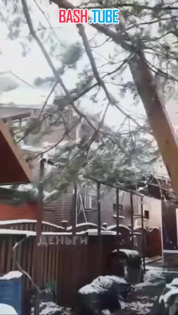  В России появились дома для котов стоимостью около 1 млн рублей