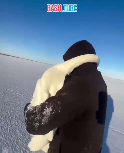  Влюблённую пару лебедей спас от смерти мужчина на замёрзшем озере в Казахстане