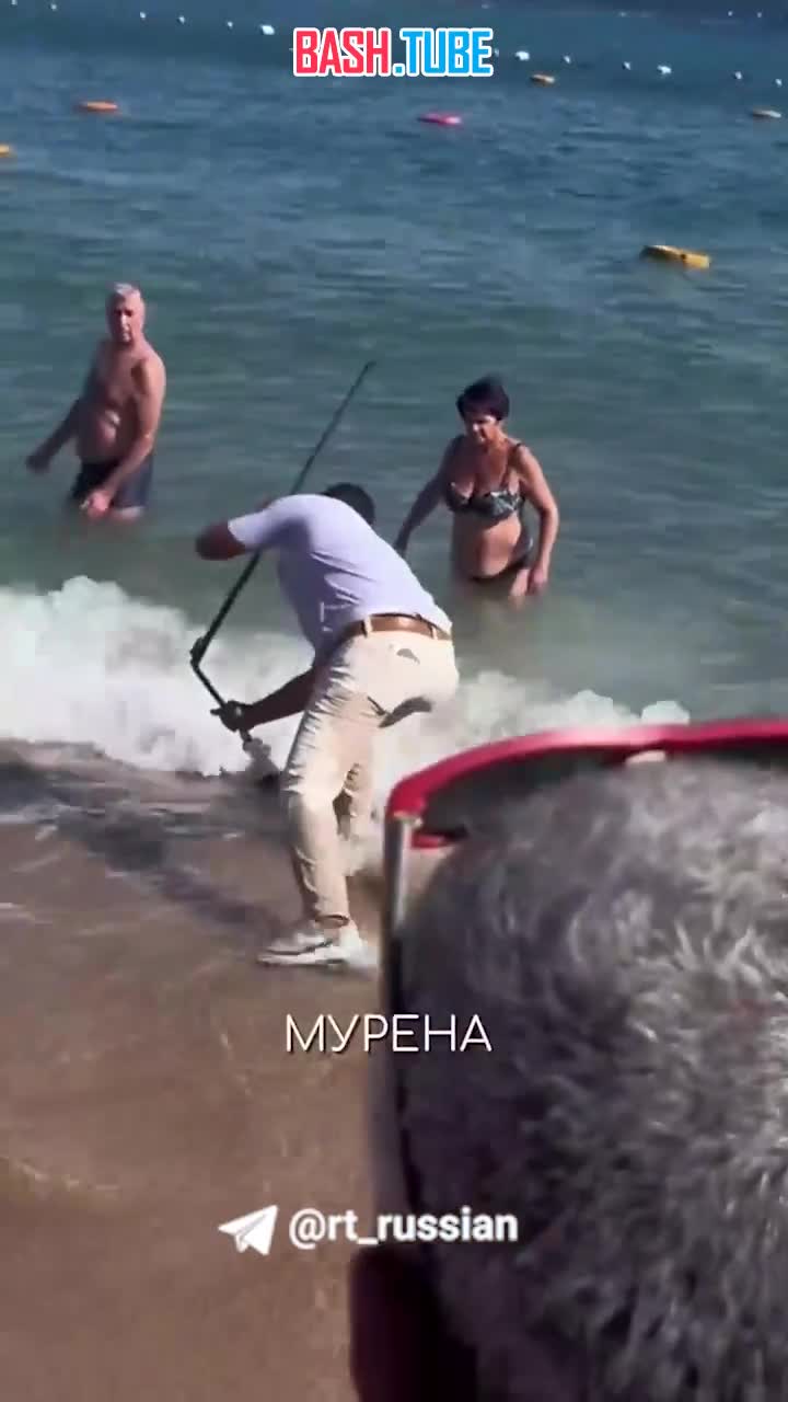  Мурена напала на россиянина в Египте. В сети пишут, что она сама приплыла к пляжу и никто её не провоцировал