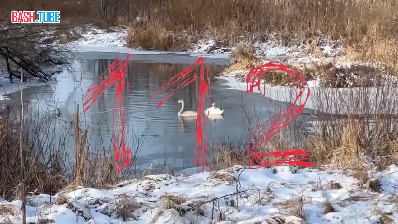  Лебеди погибают на пруду в Подмосковье. Спасать их никто не спешит