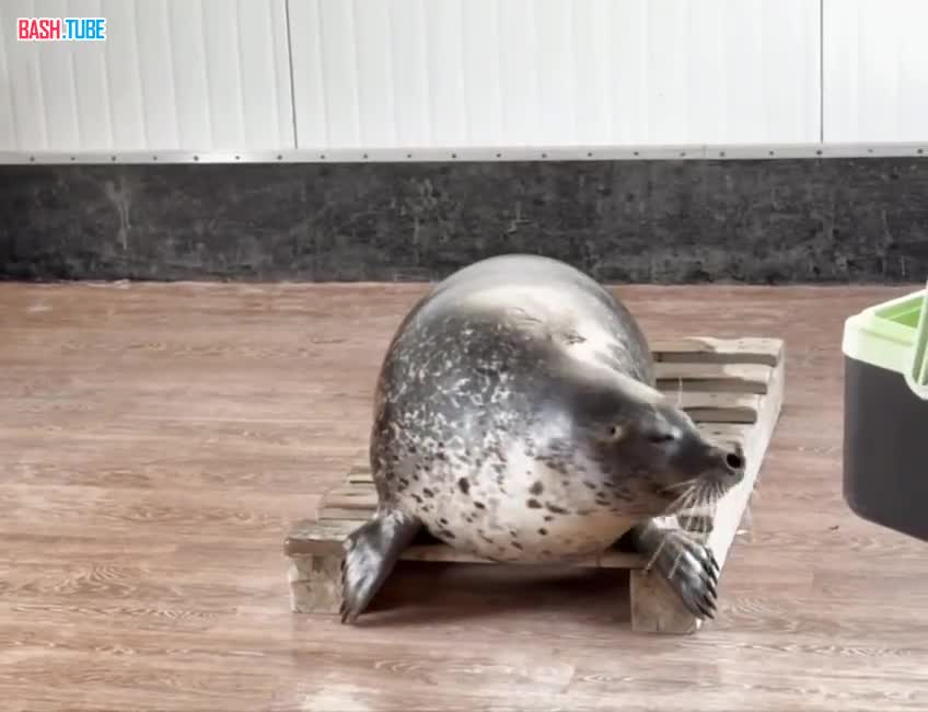  Юпитер запел во Владивостоке