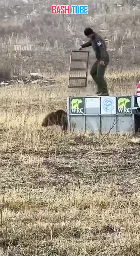  Медведь, выпущенный на волю по программе переселения животных, решил поинтересоваться, зачем его увезли из родных мест