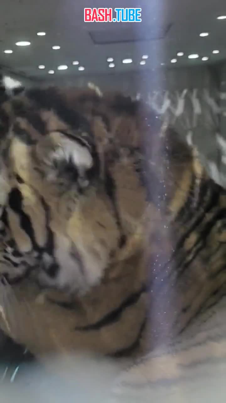  Конфликтного и упитанного тигра, охотившегося на собак, отловили возле села Барабаш в Приморье