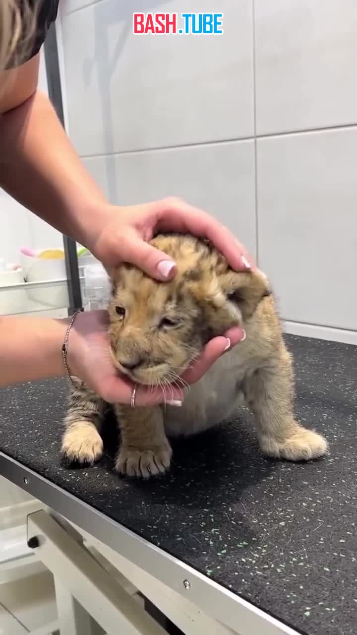  Роспотребнадзор обратился в полицию, чтобы установить владельца львенка в Санкт-Петербурге