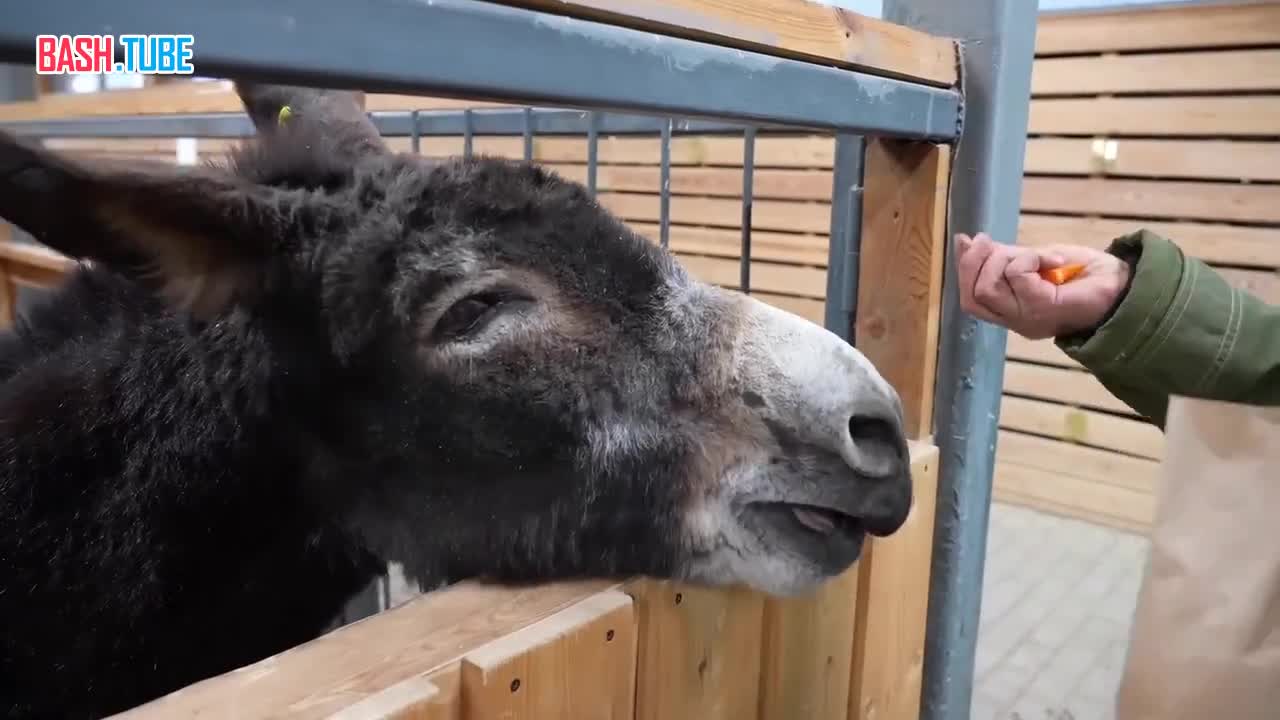  Ослик Жорик, перевозивший снаряды на СВО, поселился в детском зоопарке Москвы