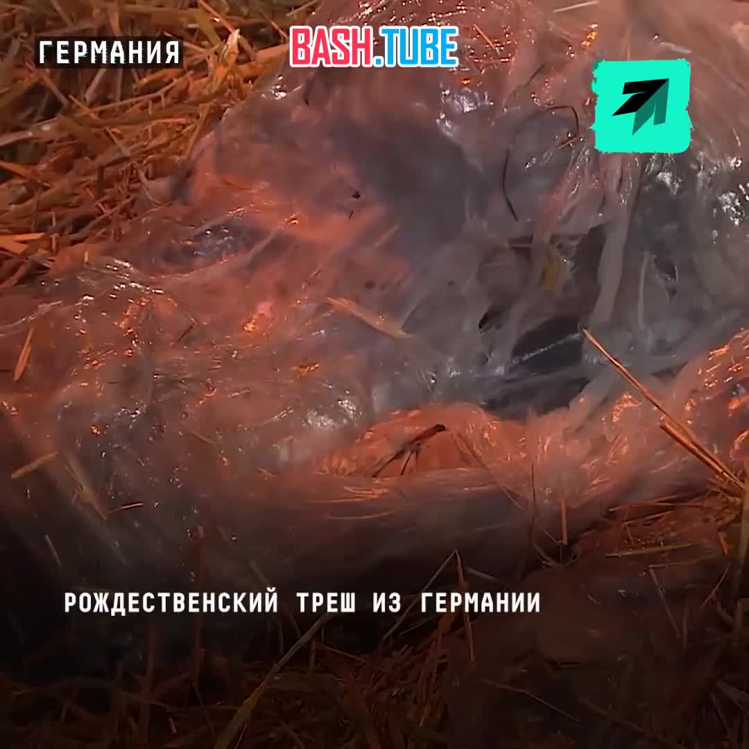  Во время трансляции католической мессы из церкви вместо Младенца Христа в яслях показали уродливое существо в слизи