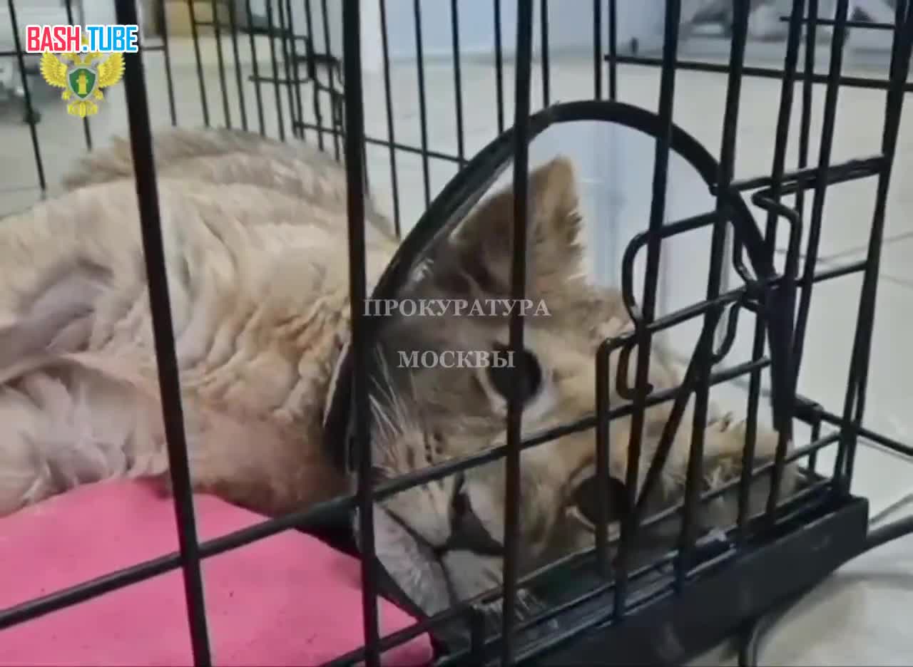  Ситуацией с маленькой львицей, жившей у столичного блогера в «Москва-Сити», заинтересовались в природоохранной прокуратуре