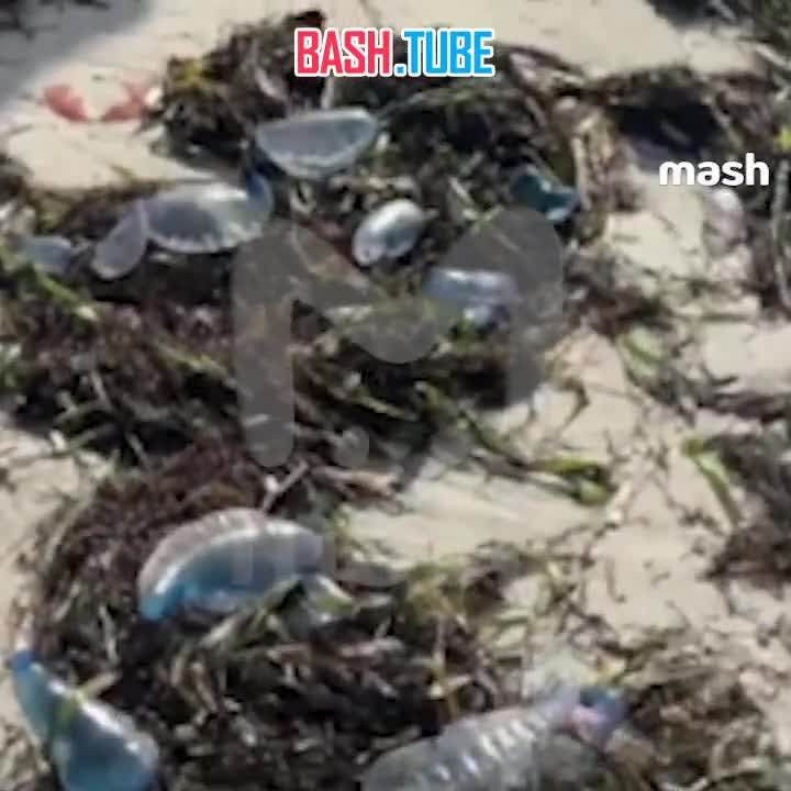  Минимум трое российских туристов пострадали от опасных медуз «португальский кораблик» на Кубе