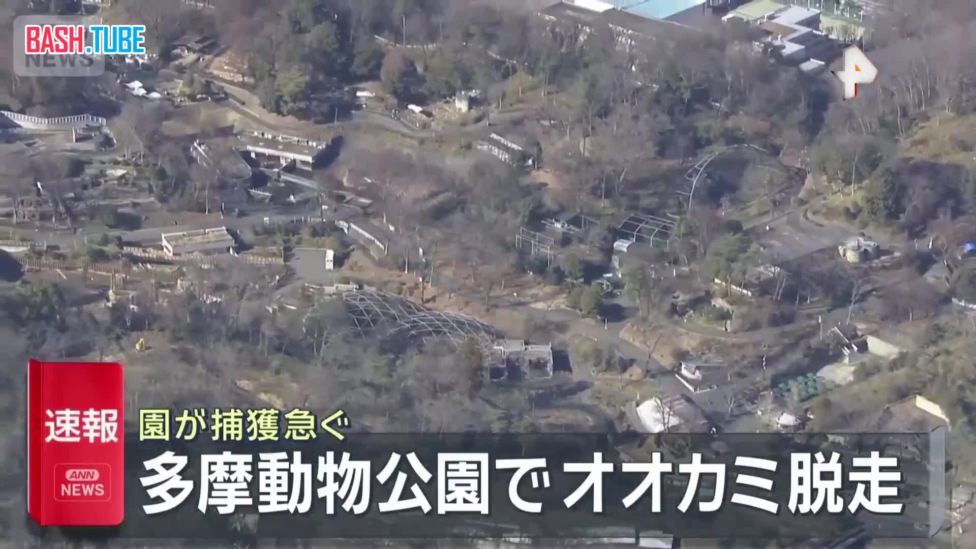  Волк сбежал из вольера в зоопарке в Токио. Люди начали спасаться бегством