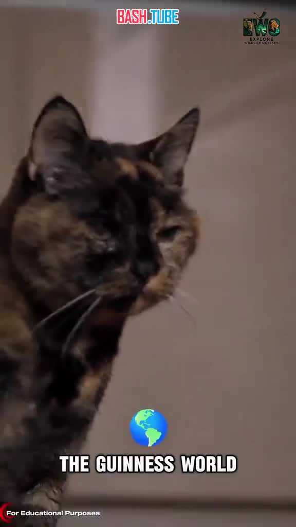  Перед вами самая старая кошка в мире, пережившая двух хозяек - её зовут Флосси, и вчера ей исполнилось 30 лет