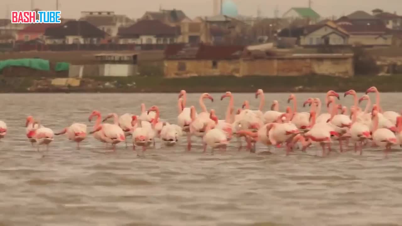  Крупная колония розовых фламинго прилетела к озеру у крымской Феодосии