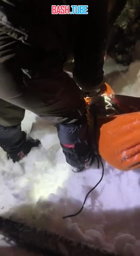  «Волк», которого вчера сбила электричка недалеко от станции «Роза Хутор» в Сочи, оказался сибирской хаски