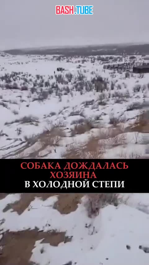  «Я ждал, я знал»: хозяин нашел собаку спустя месяц после пропажи