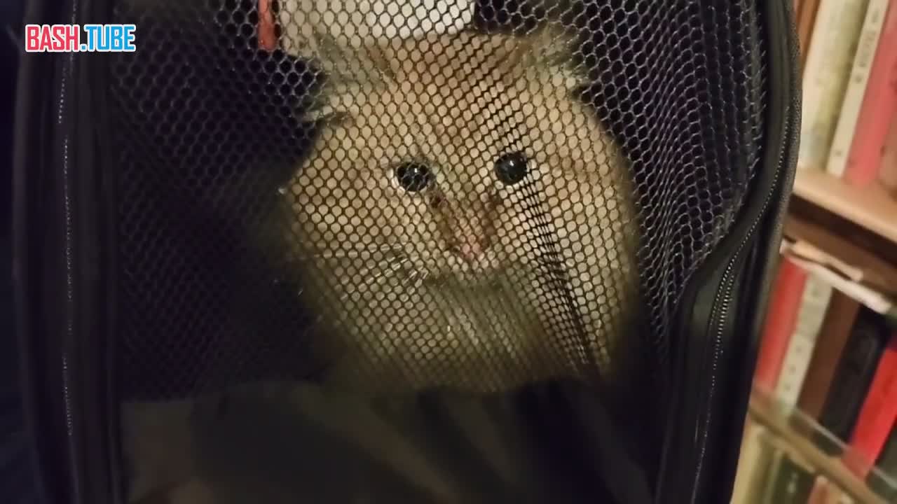  Кота из дымохода спасли в Санкт-Петербурге спустя почти 17 дней