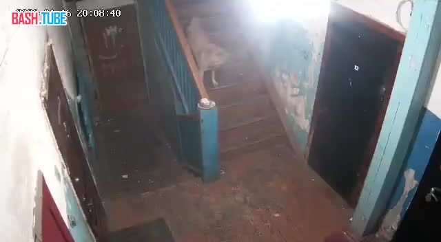  В Иркутской области мужчина выстрелил в бездомную собаку, которая зашла погреться в подъезд