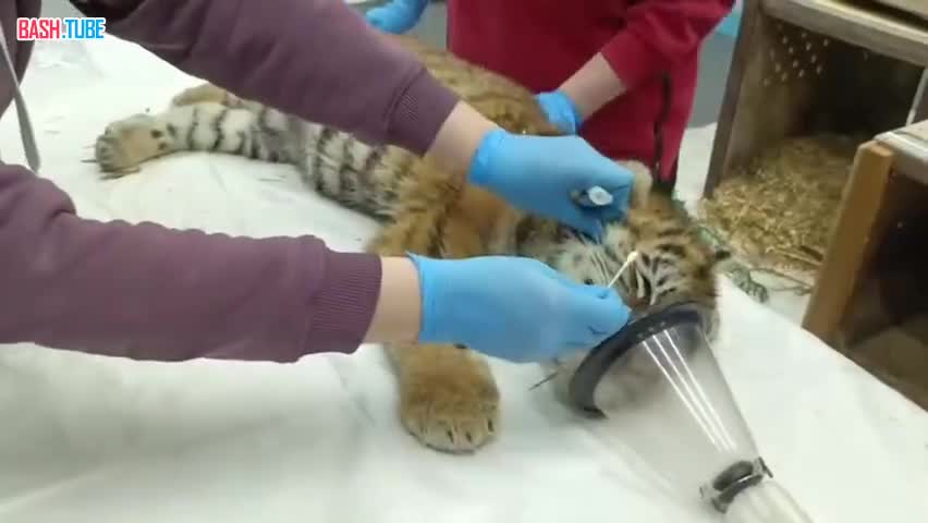  В Приморском крае выходили спасённых 7 января тигрят-сирот, найденных около трассы