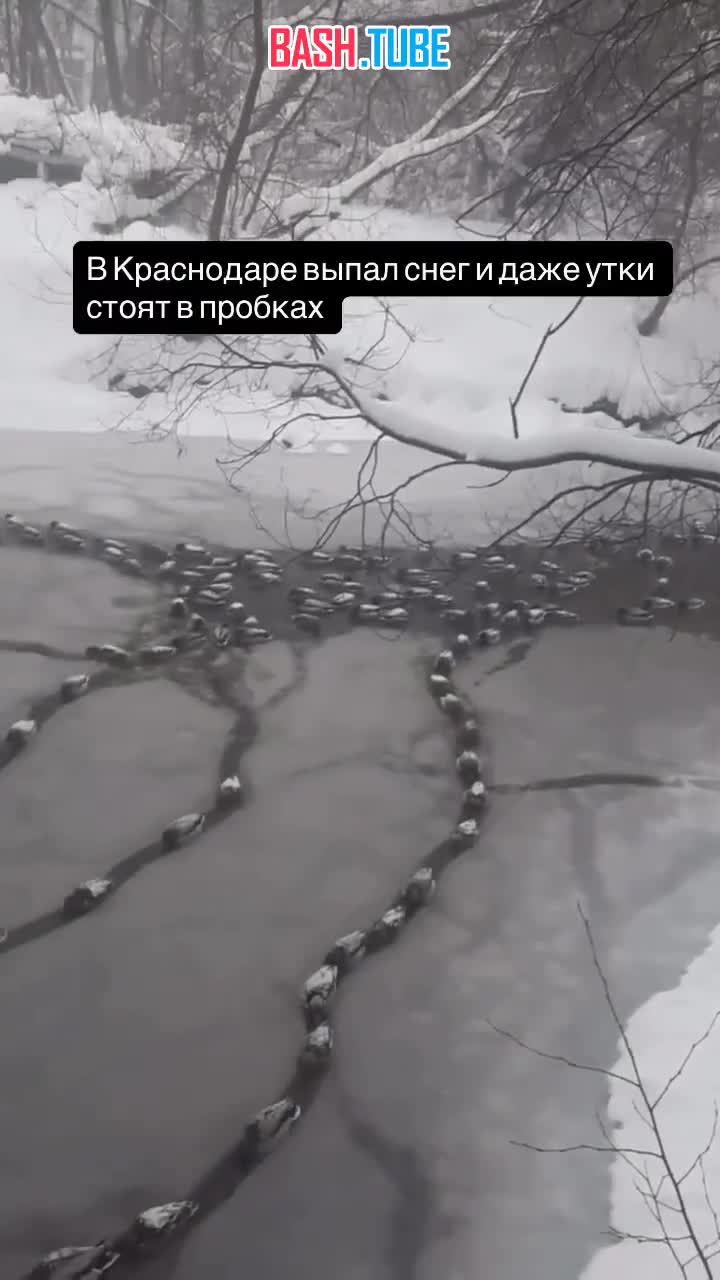  В Краснодаре выпал снег и теперь даже утки стоят в пробках