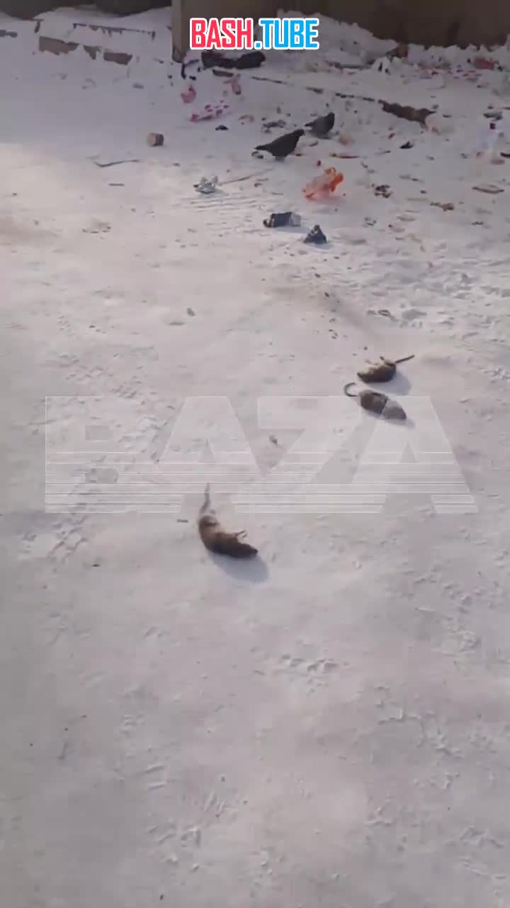  Аномальные морозы до −55°C ударили по Иркутской области - улицы заполонили трупы замёрзших крыс и оборванные ЛЭП