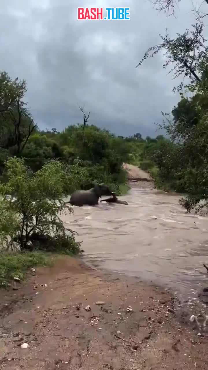  Видео со слонихой, спасающей слонёнка во время наводнения в ЮАР, широко расходится по международным тг-каналам