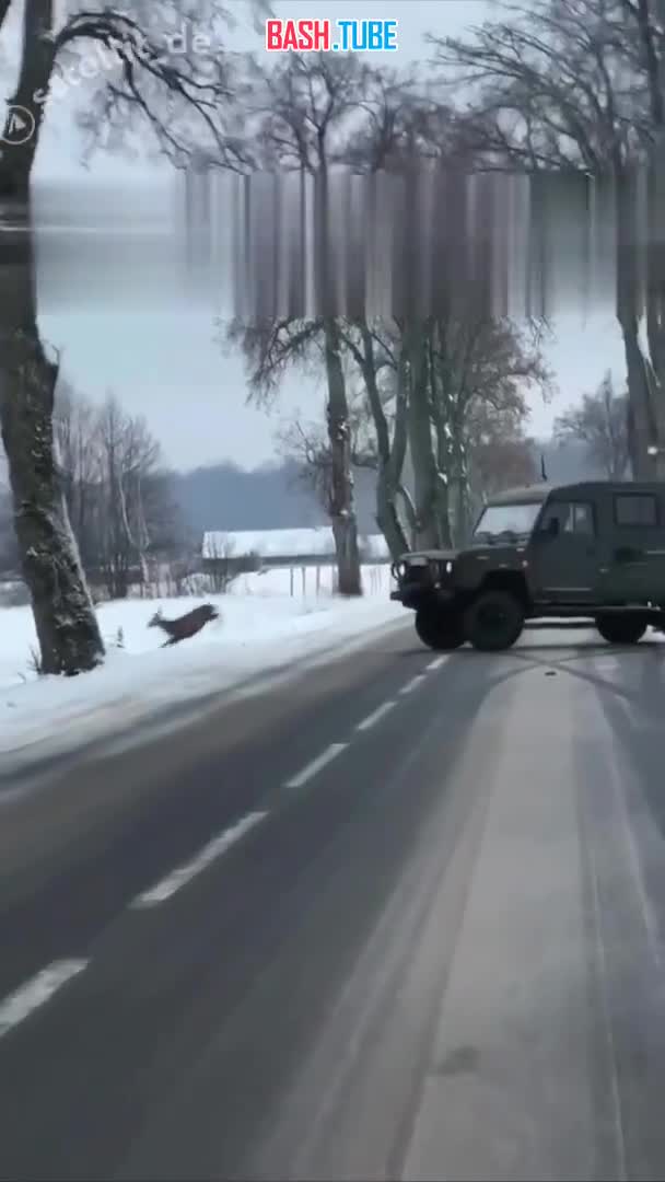  Водитель внедорожника в Польше в последний момент успел уклониться от выскочивших на дорогу оленей