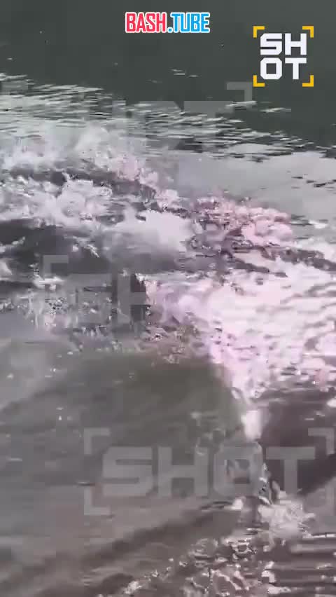  Пляжи пяти отелей в Хургаде закрыли из-за акулы