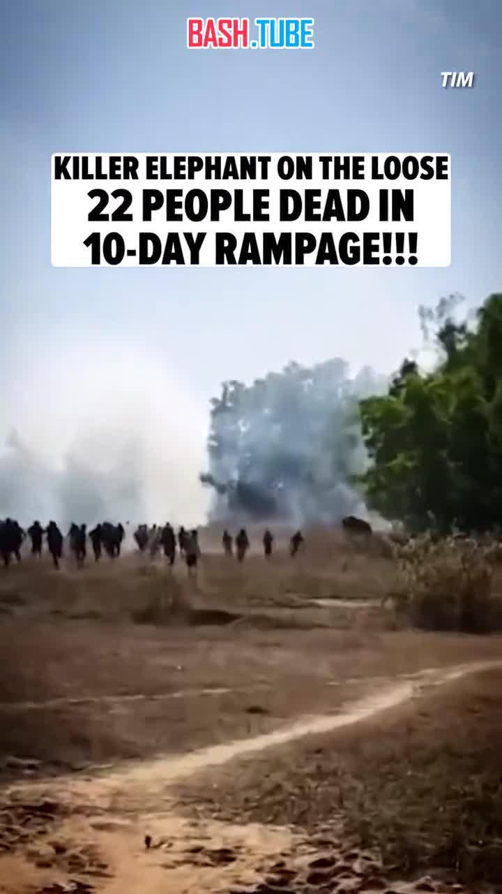 Слон-убийца бушует в Индии - за 10 дней он убил уже 22 человека