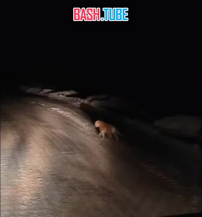  В Хабаровском крае близ одной из дорог местные жители встречают и снимают на видео тигрёнка