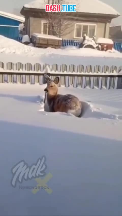  Дикая косуля прибилась к частному дому в Красноярском крае