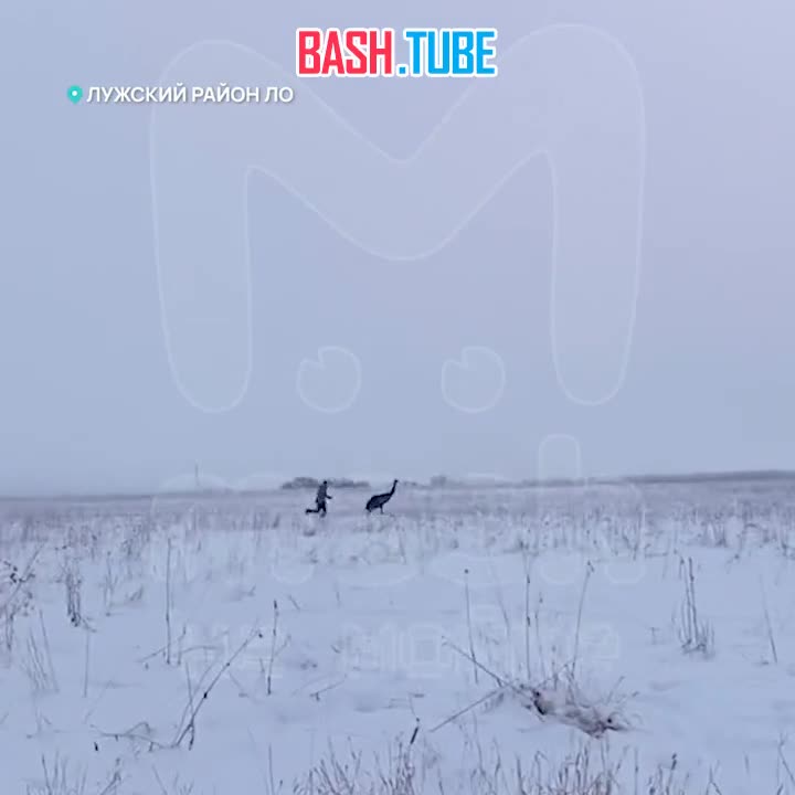  Страус убежал от своей хозяйки в Лужском районе ЛО на новогодних праздниках