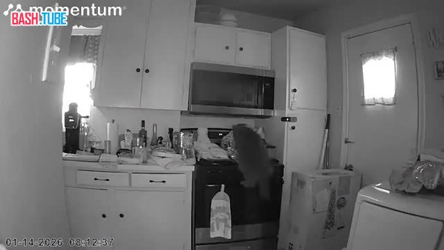  В США кот поджег кухню и чуть сам не сгорел