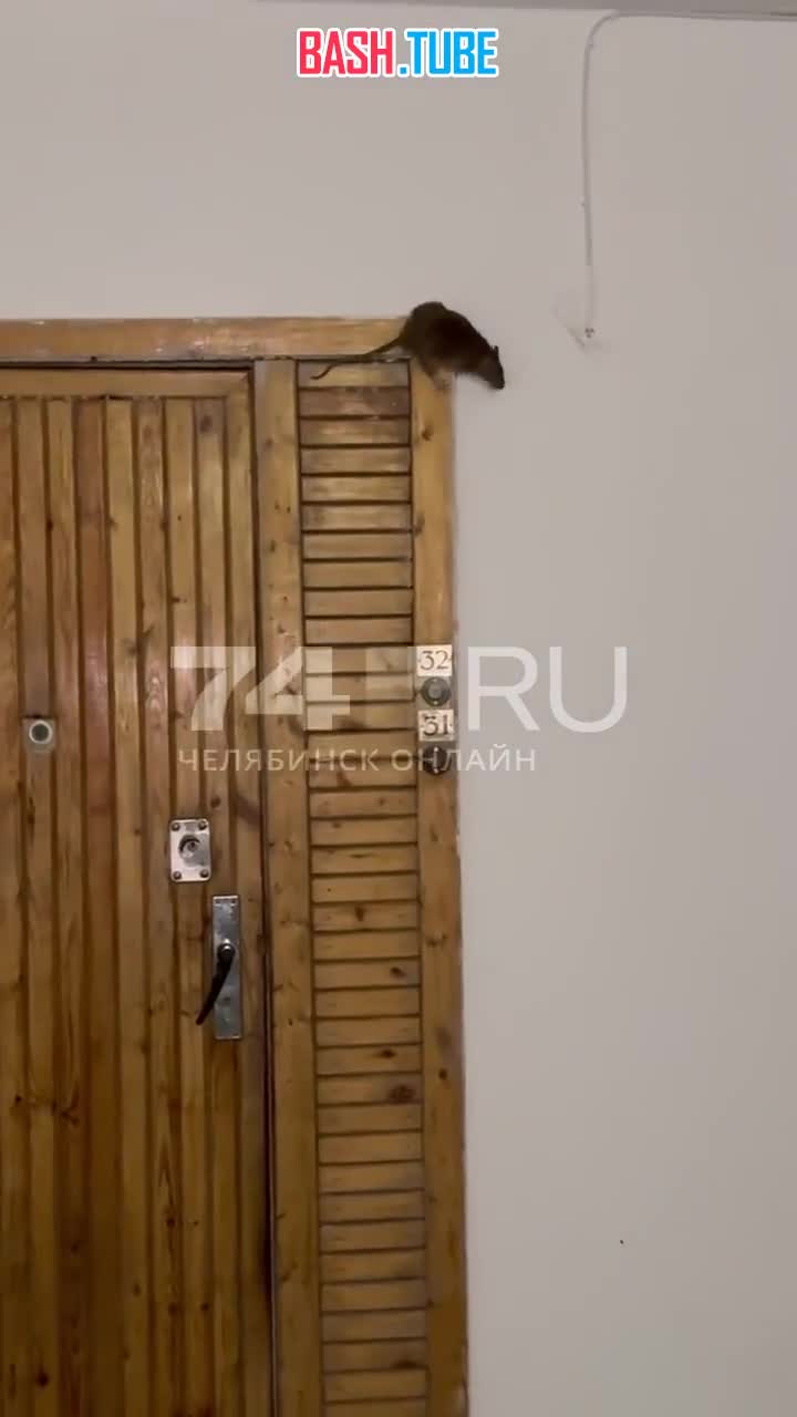  В Челябинске жители пожаловались на крыс, которые бегают по подъезду и лезут в квартиры