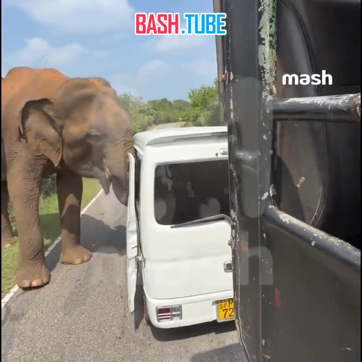  Дикий слон едва не растерзал российских туристов на Шри-Ланке