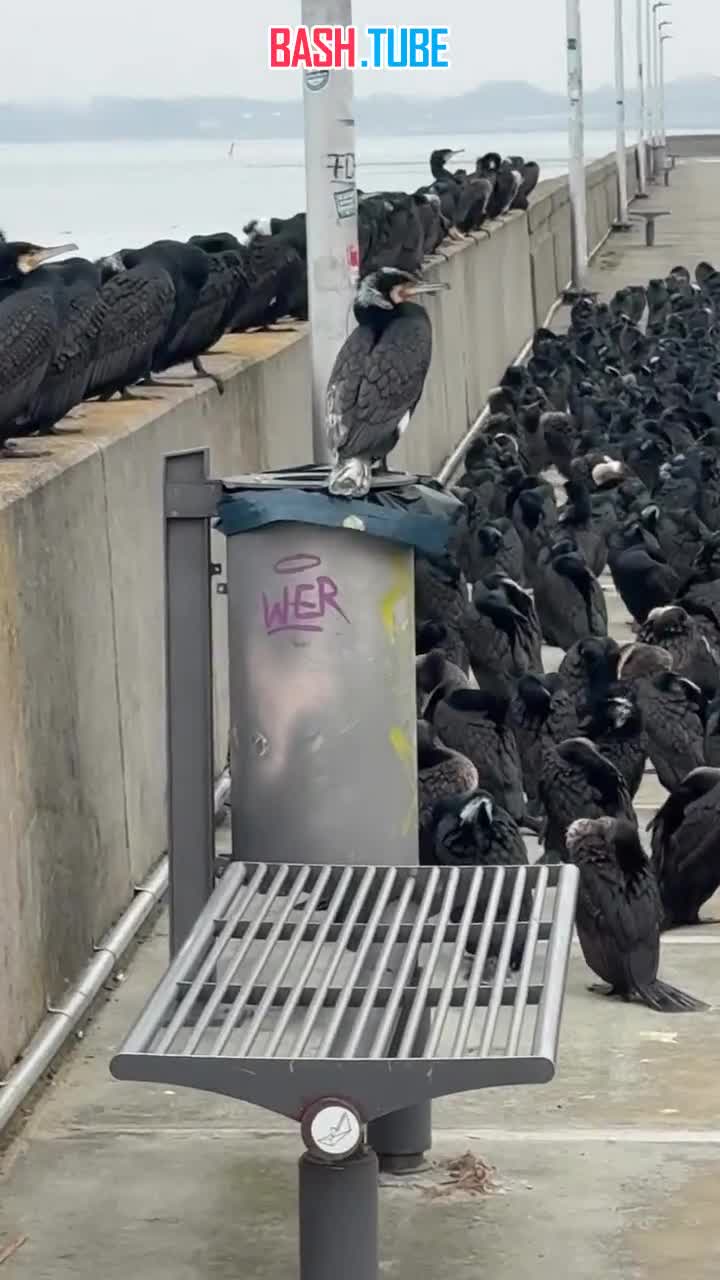  Тысячи бакланов оккупировали немецкий портовый город Штральзунд, так как многие окрестные водохранилища замёрзли