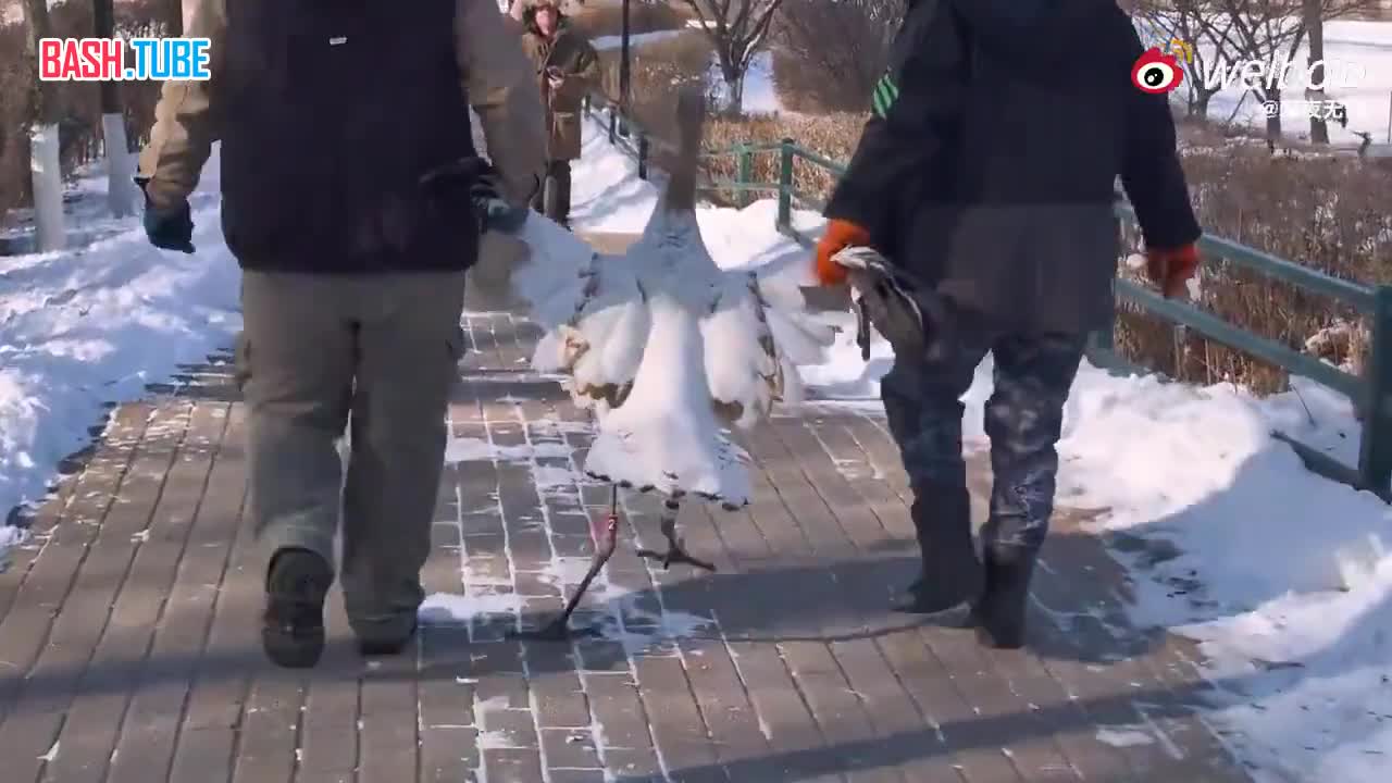  В Шэньянском зоопарке красношапочный журавль постоянно выбегает из своего вольера, чтобы позадирать «коллег» в других зонах