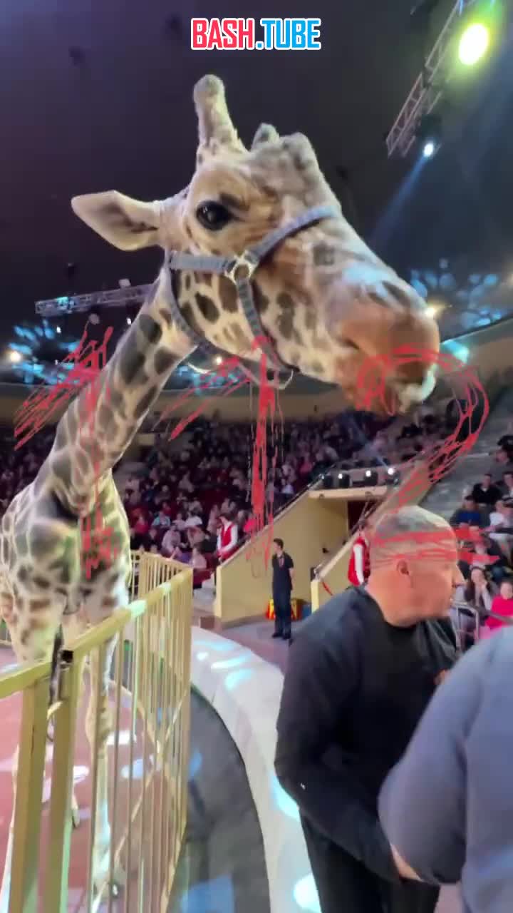  Ивановский жираф поцеловал посетительницу цирка прямо во время представления